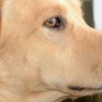 Billy 1 cachorro cão
