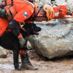 Cães de busca e resgate - Divulgação ACS CBMERJ