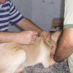 Cachorro no veterinário