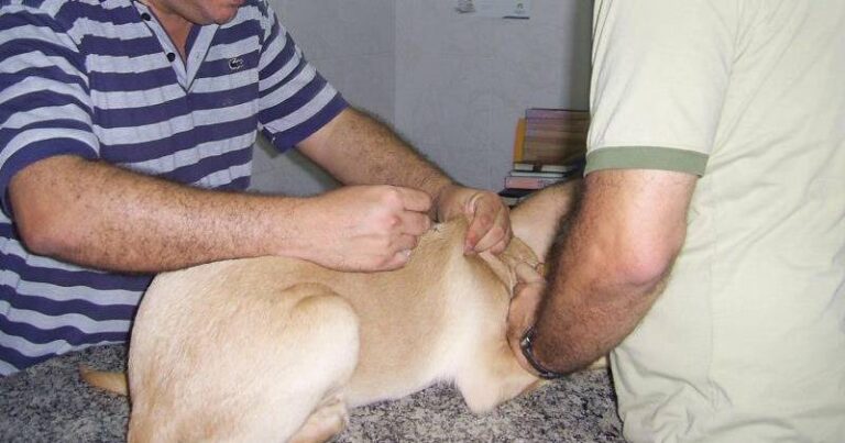 Cachorro no veterinário