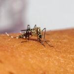 Mosquito Aedes