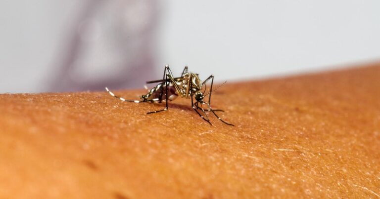 Mosquito Aedes