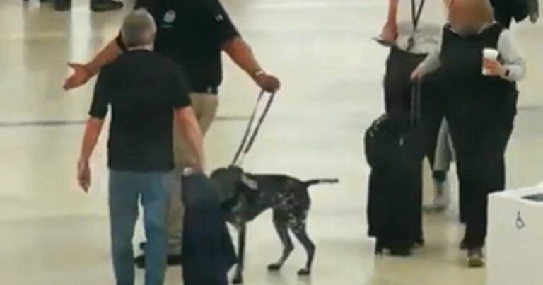 cão puxado agressivamente por funcionário da TSA