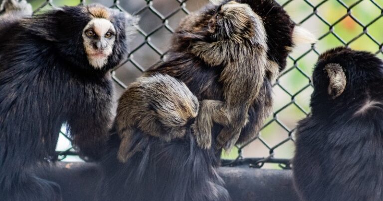 Sagui
