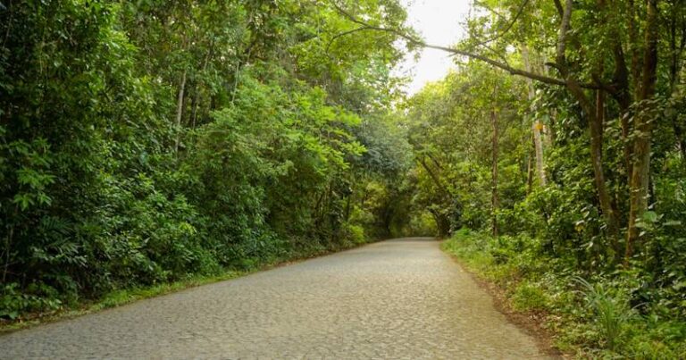 Caminho de árvores, em Pernambuco p