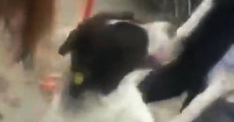 cão reencontra família_edited