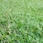grama verde