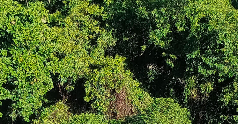 árvores natureza arvores
