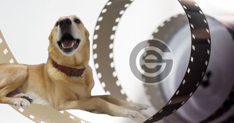 cinema pet friendly