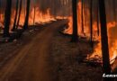 Incêndios no interior de São Paulo mobilizam mais de 7,3 mil profissionais e voluntários