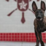 Bombeiros do RJ: novo cão de resgate inicia treinamento e aguarda votação para nome