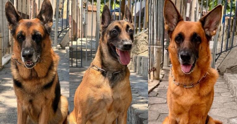 Cães Guarda Civil Rio