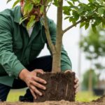 Plantando árvore