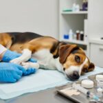 Veterinário