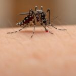 Aedes