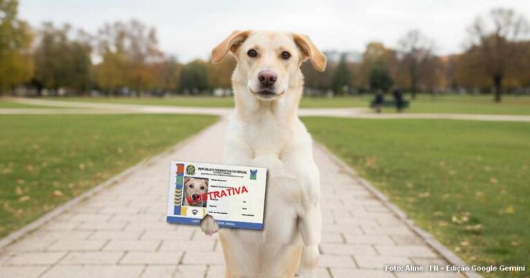 cachorro com rg animal pet dog 2