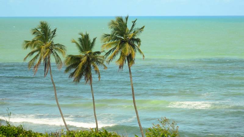 coqueiros diante do mar