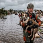 Cachorro resgatado enchente