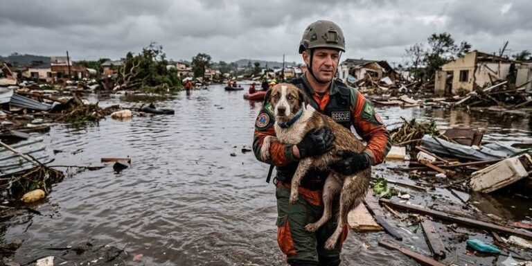 Cachorro resgatado enchente
