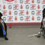 cães de resgate CBMERJ